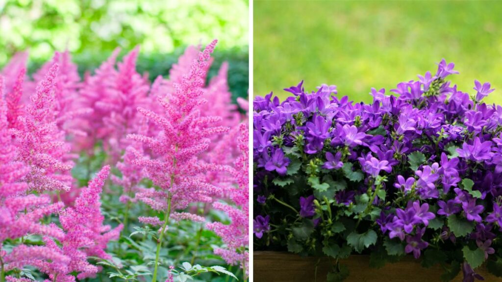 Fiori perenni per balconi all'ombra