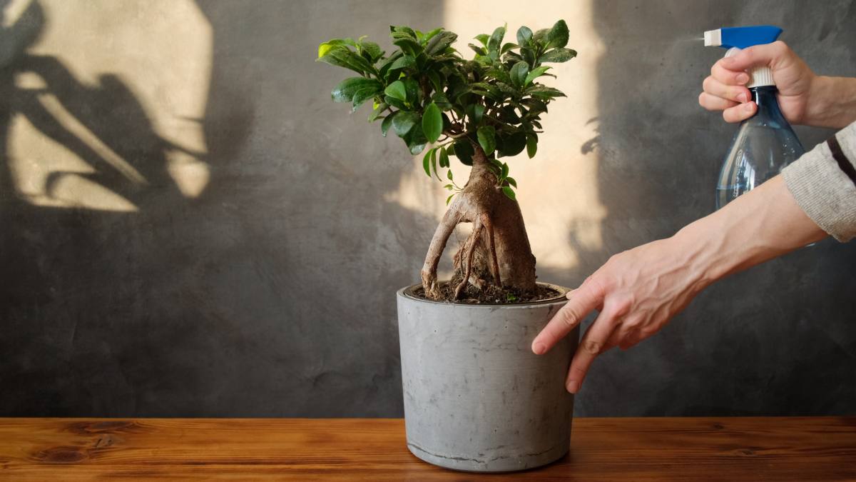 5 passi per innaffiare al meglio il ficus bonsai