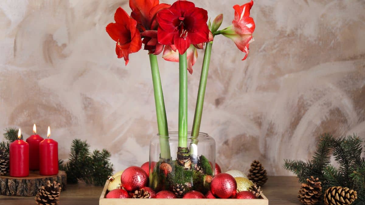 centrotavola natalizio con fiori amaryllis