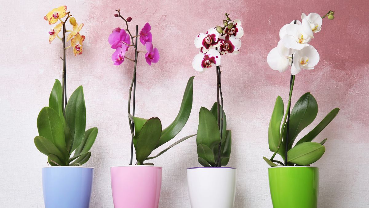 Ricreare l'habitat ideale per l'orchidea