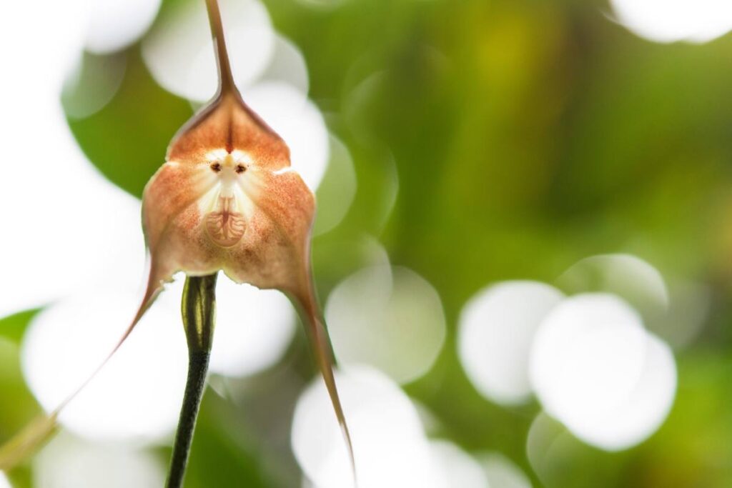 Orchidea scimmia: un capolavoro che incanta tutti