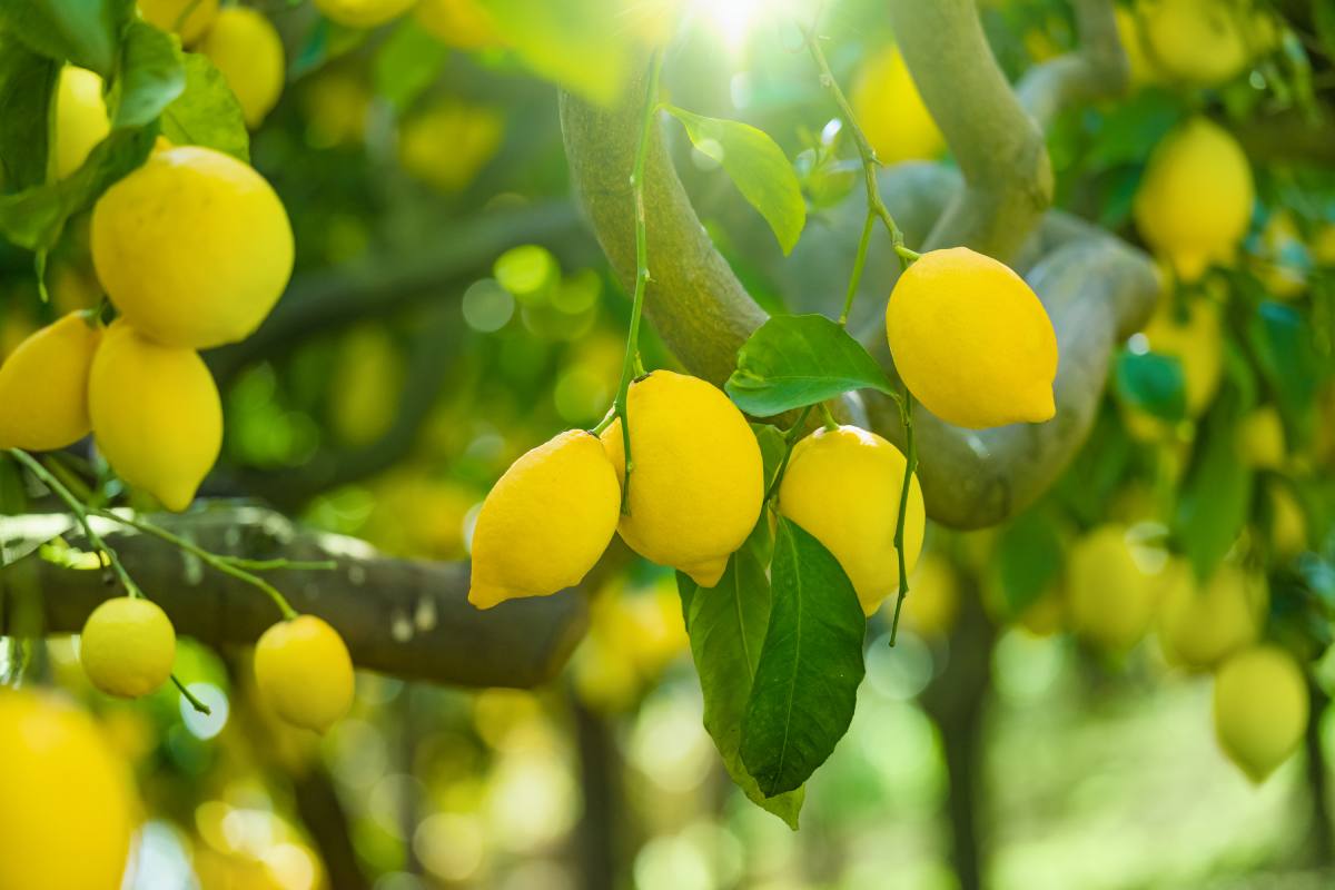 Concime naturale per piante di limone: il segreto per una crescita rigogliosa e frutti abbondanti.