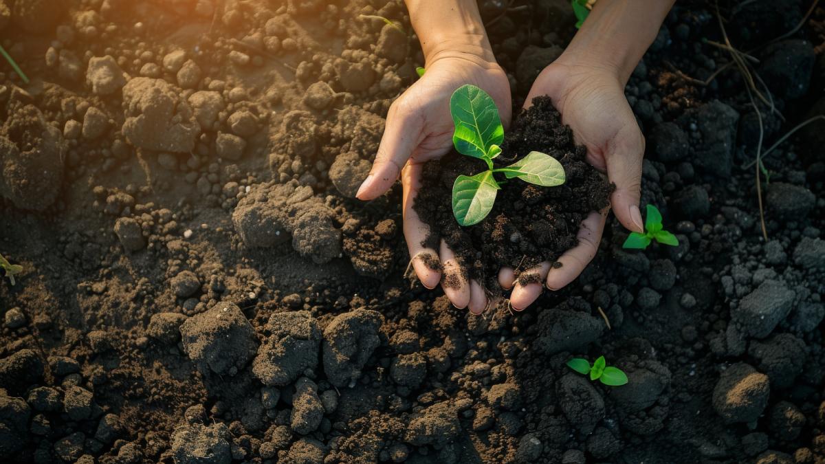 Utilizzare le patate vecchie come fertilizzante