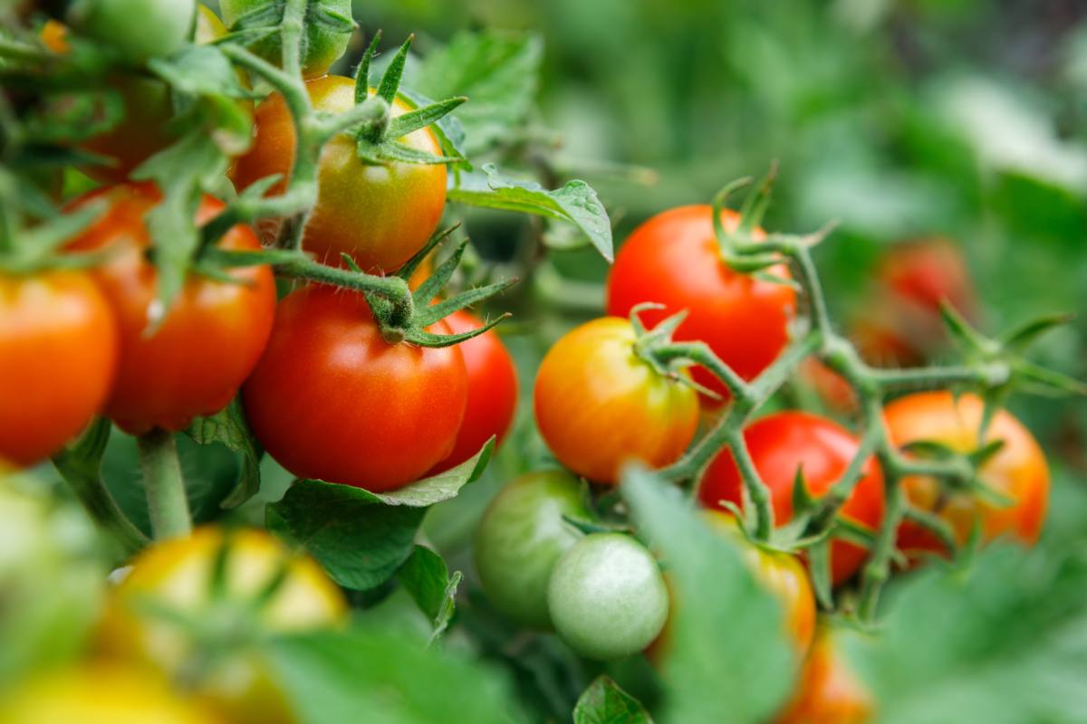 I benefici della cenere per i pomodori