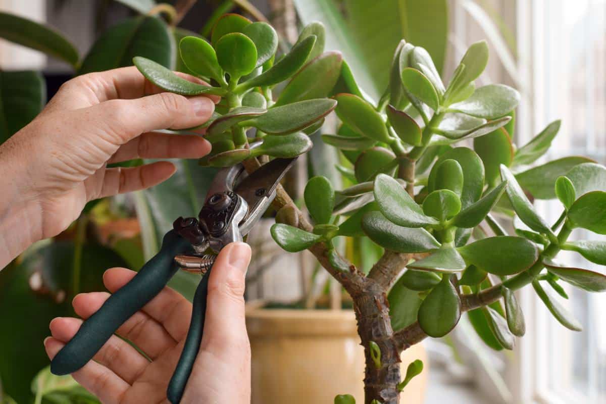 Potare al meglio l'albero di giada