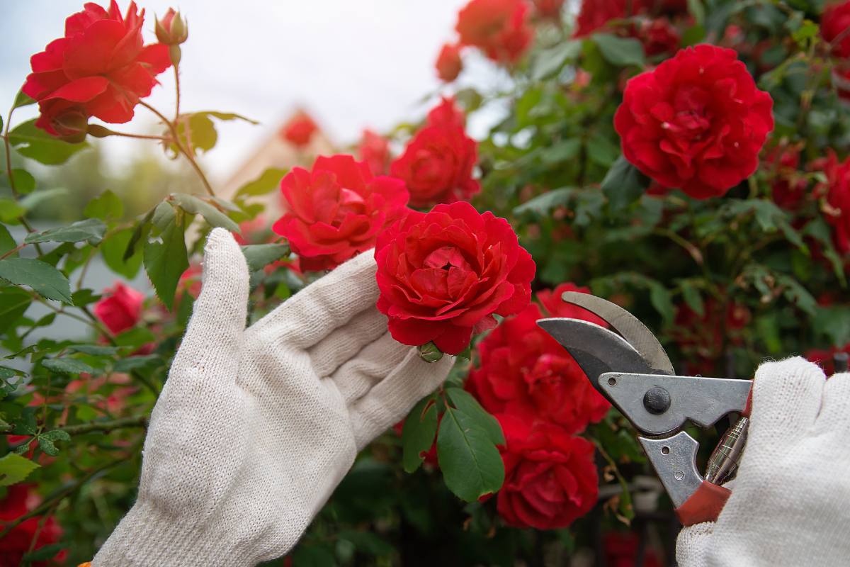 Potare le rose a dicembre