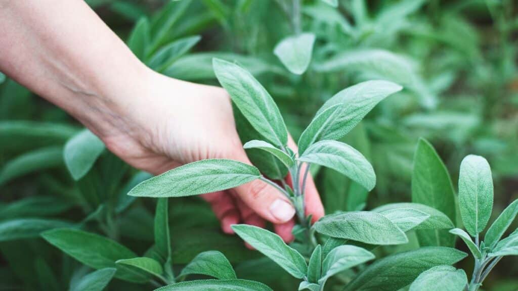 Come Proteggere la tua Salvia in inverno