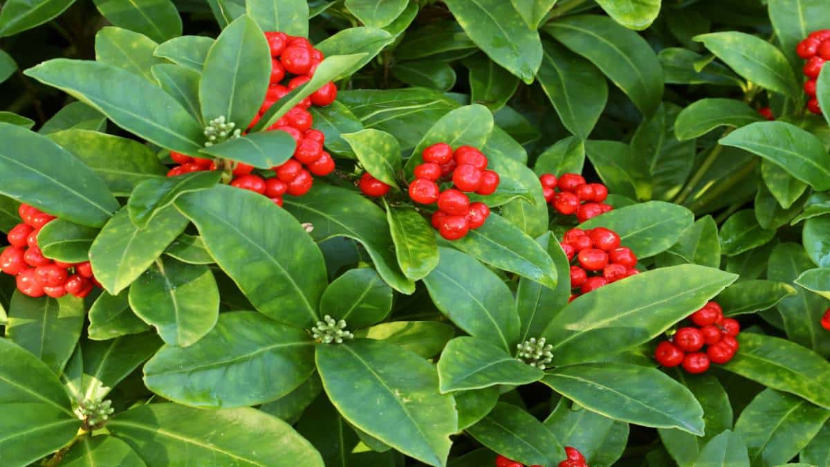 Curare la Skimmia