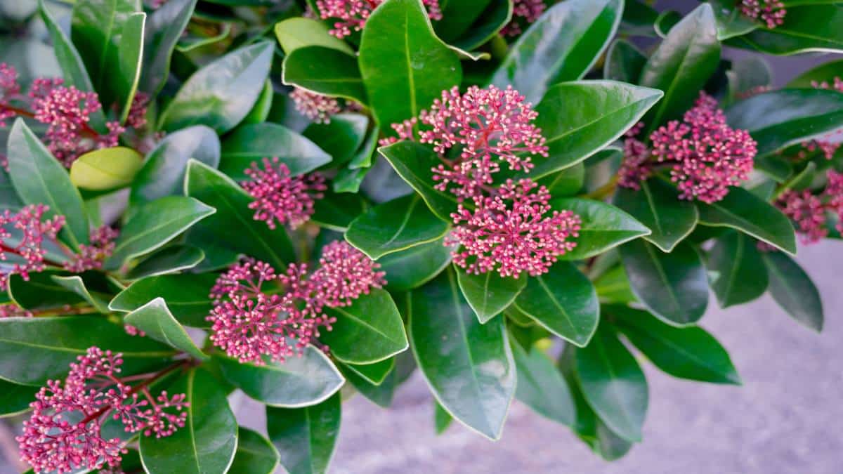 Come curare la Skimmia giapponese