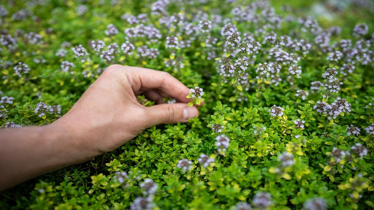 Segreti per coltivare il timo limone