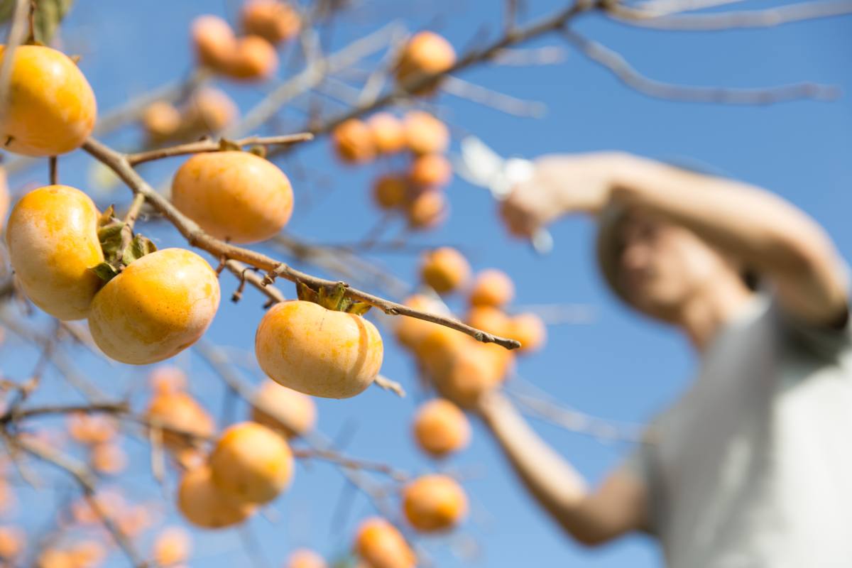 Quando e come potare l'albero di caco