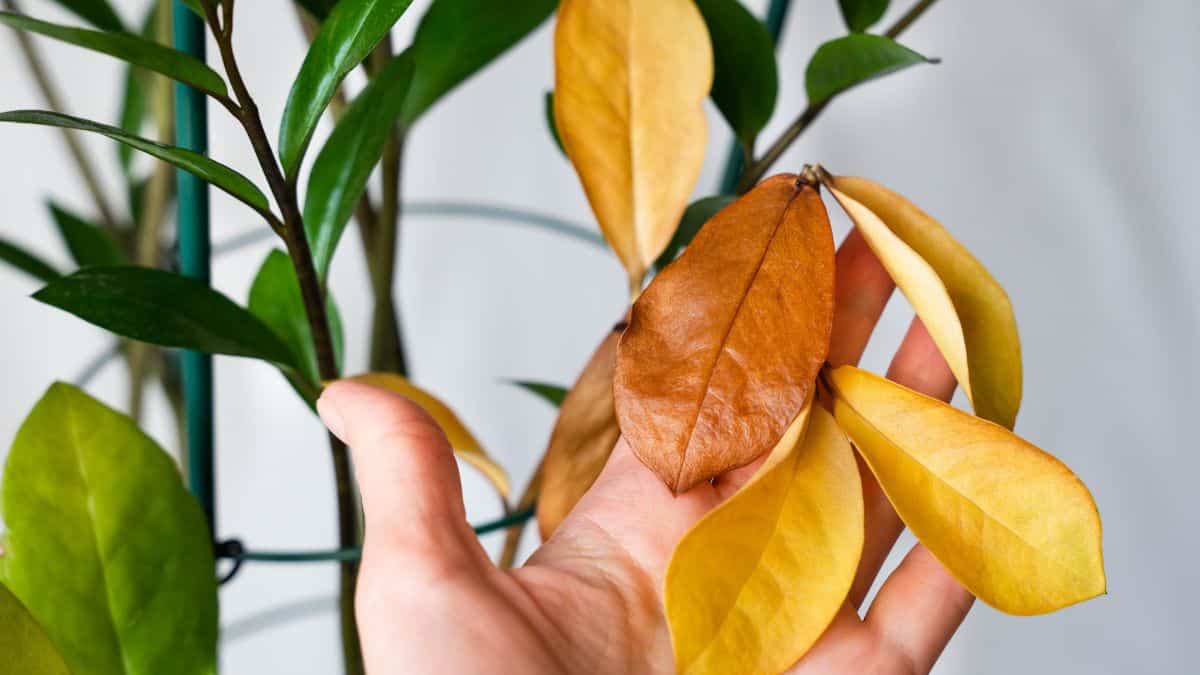 Soluzioni per le Foglie gialle Zamioculcas