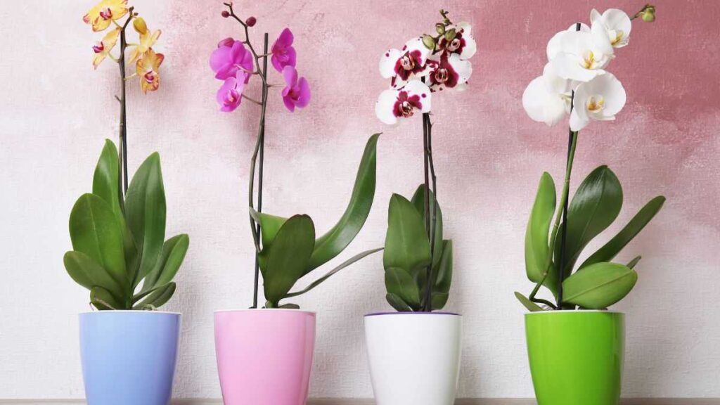 come curare le orchidee in inverno