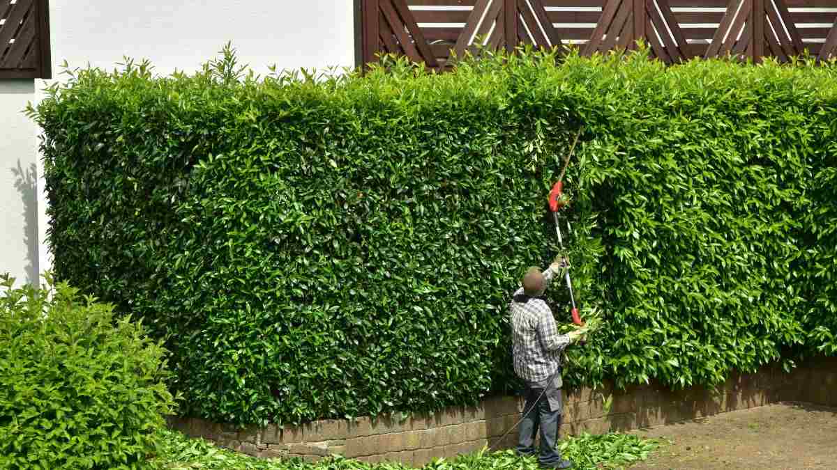 come prendersi cura della siepe