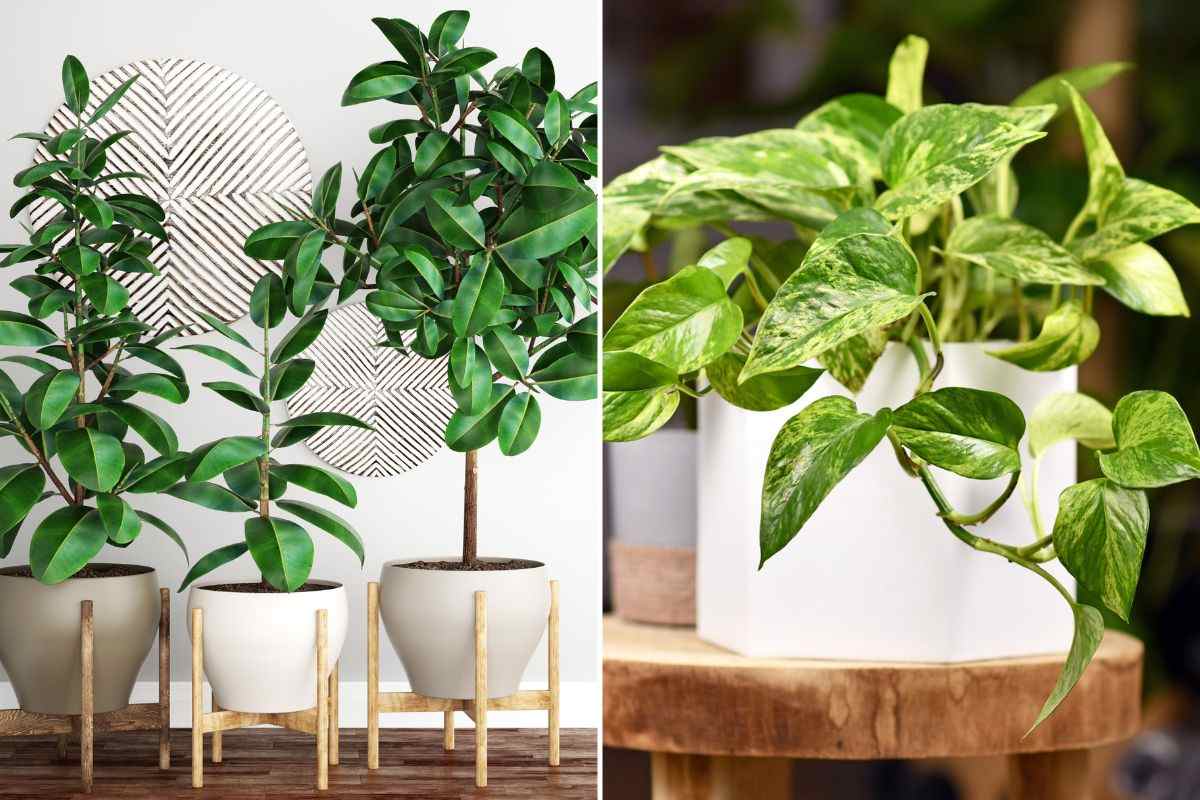 il ficus e il pothos sono due esempi di piante che resistono al buio