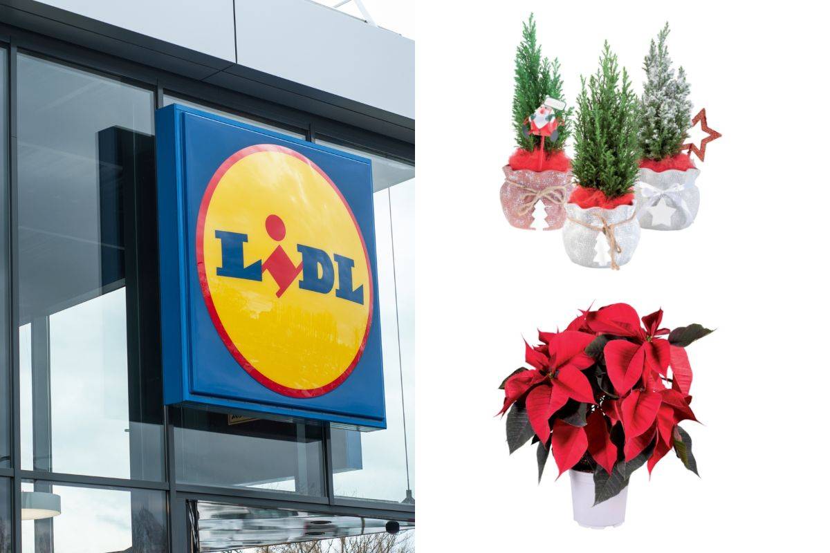 scopri le offerte della settimana sulle piante Lidl