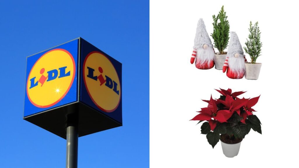 offerte sulle piante della settimana di lidl