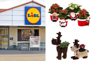 scopri le offerte dal 9 dicembre di Lidl sulle piante natalizie