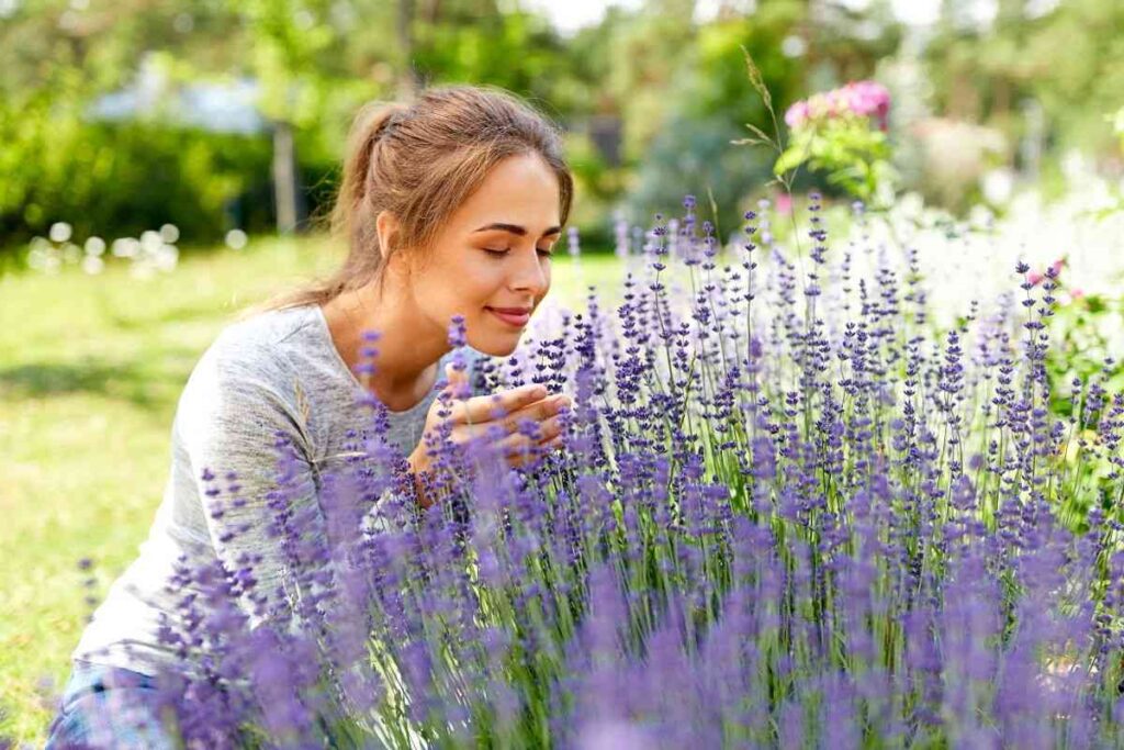 perché la lavanda ha bisogno della doppia potatura