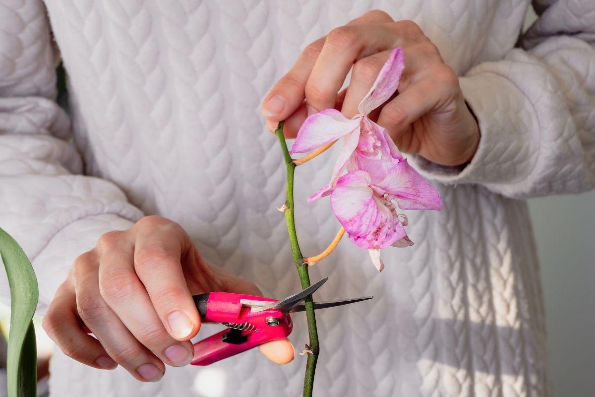 come fare per potare nel modo corretto le orchidee