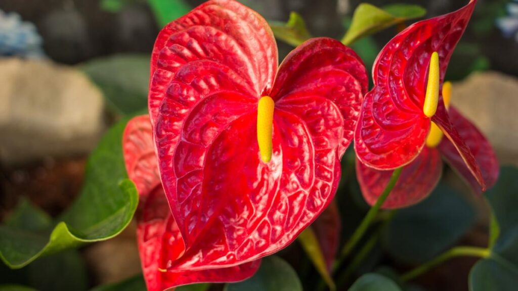 Come curare l'Anthurium con le foglie marroni