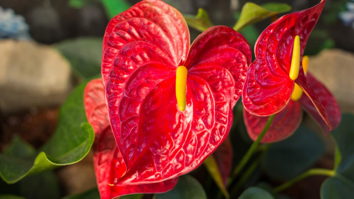 Come curare l'Anthurium con le foglie marroni