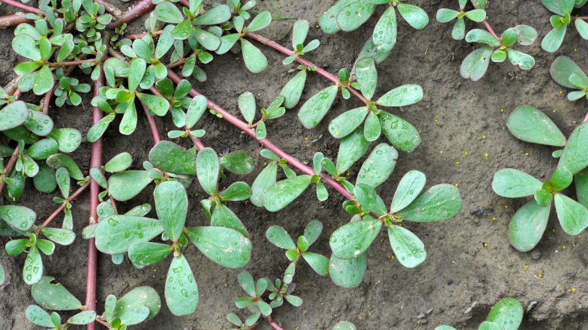 Pianta Portulaca