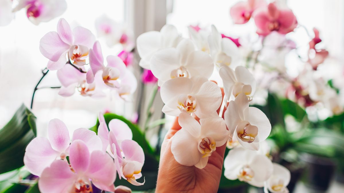 Perché i boccioli dell’orchidea non si aprono