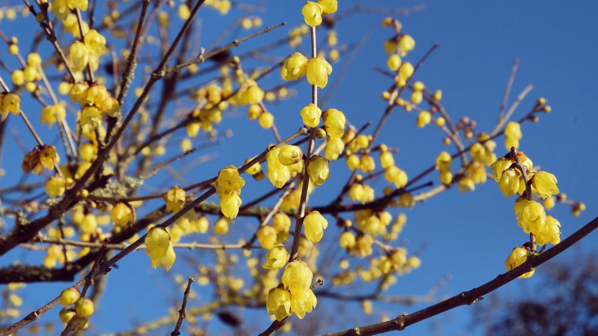 5 piante che fioriscono in inverno