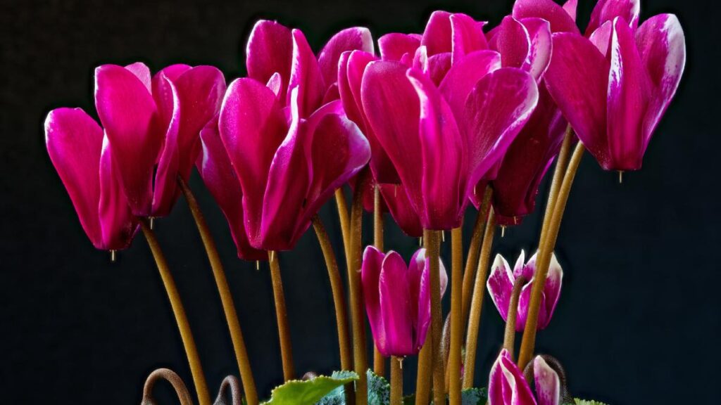 Cosa non fa fiorire il ciclamino