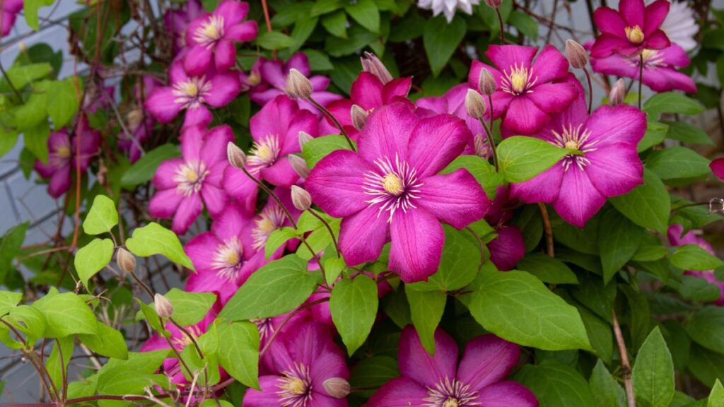 Come potare le clematis senza errori