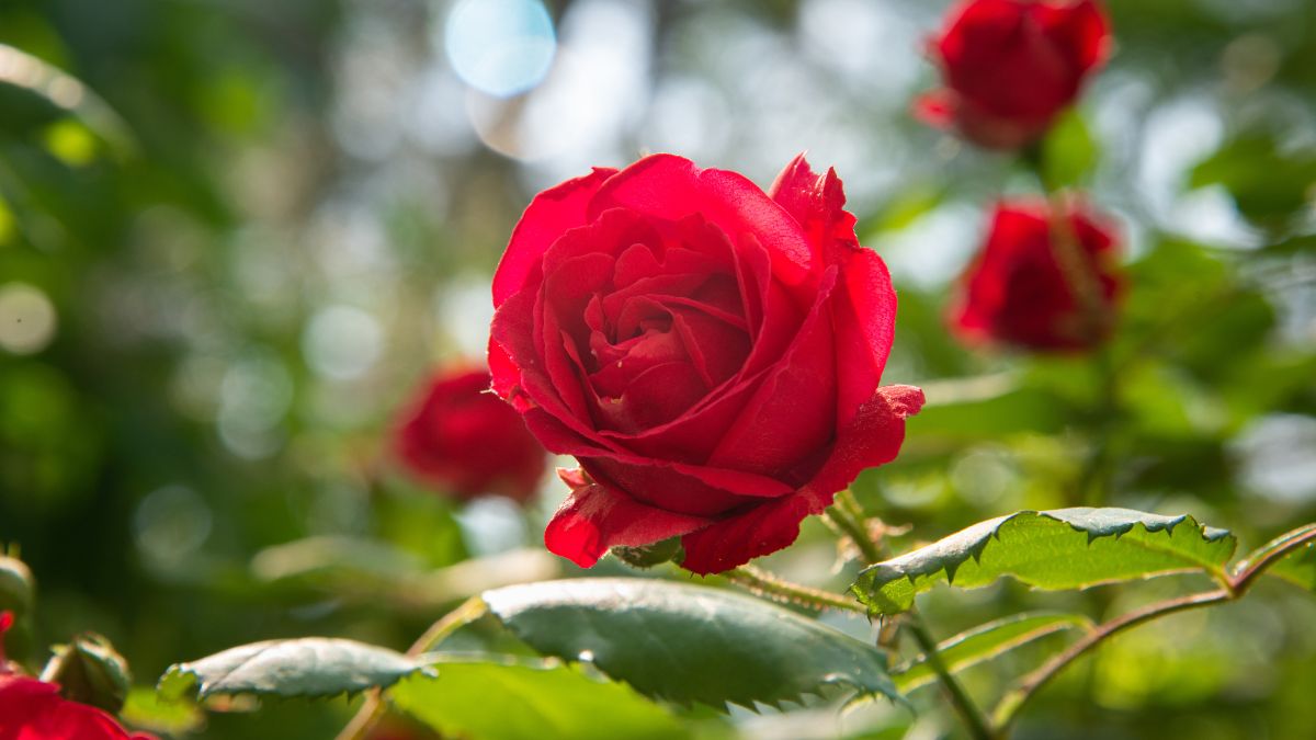 Salvare le rose nei mesi più rigidi