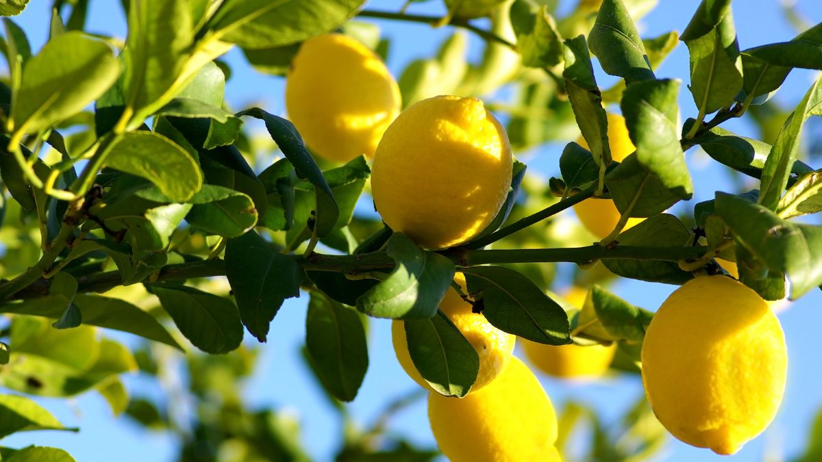 Usi delle foglie di limone