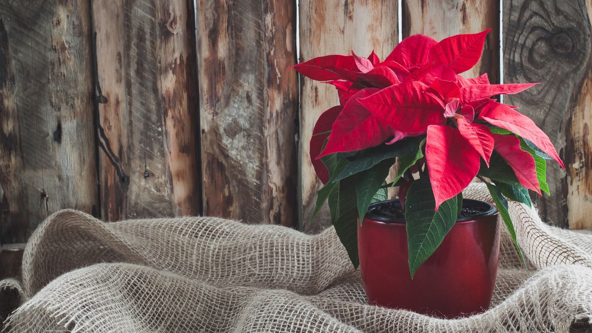 Cosa fare innaffiato troppo la Stella di Natale