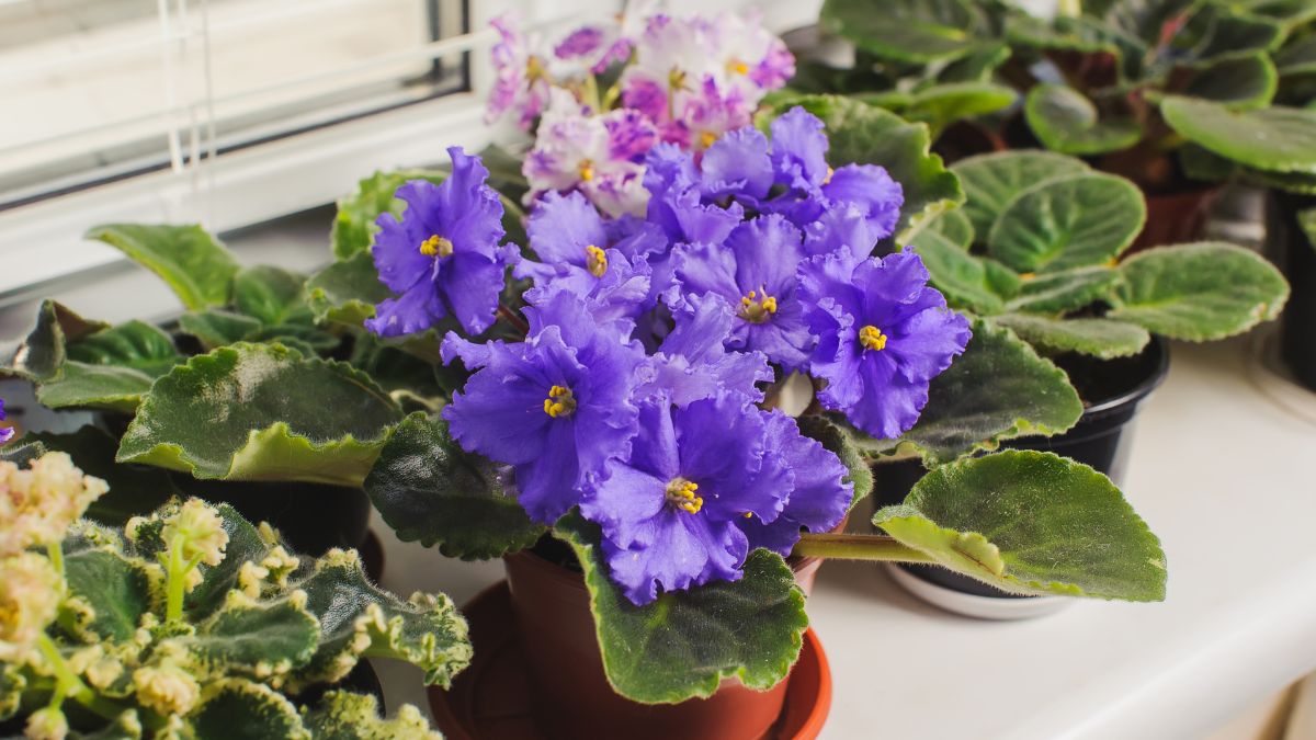 Violetta africana senza fiori soluzione