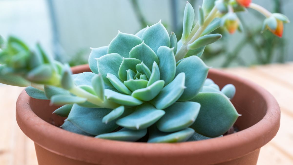 Piante per il balcone invernale