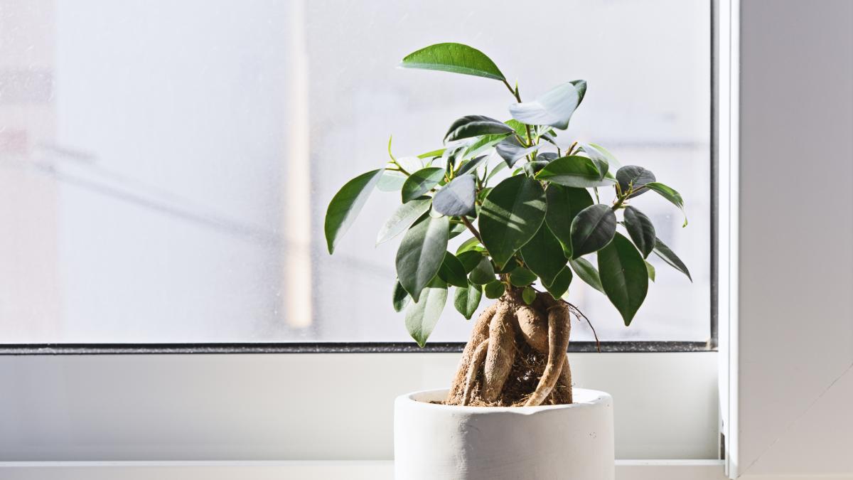 Quale ficus scegliere per il tuo appartamento