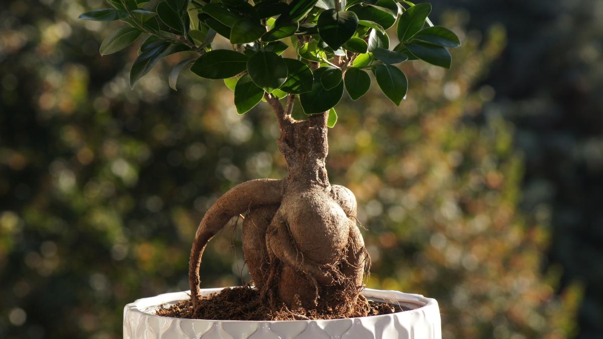 Il tronco molle del ficus bonsai