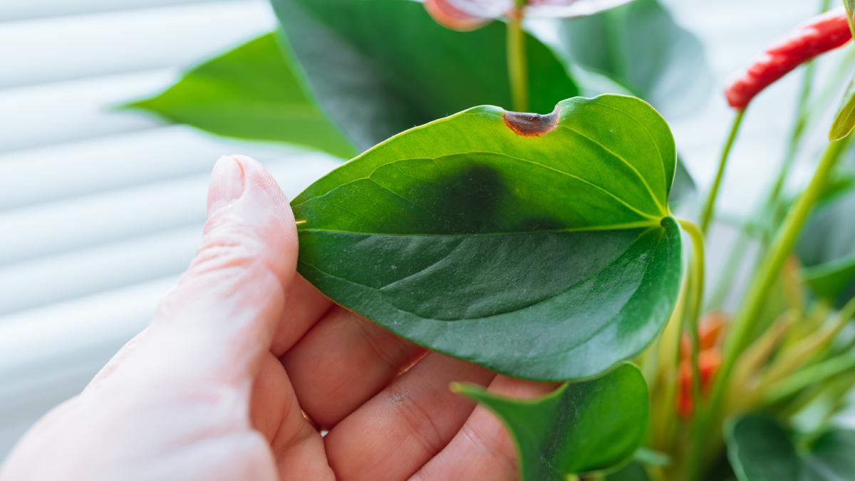 Prevenire le malattie dell'Anthurium