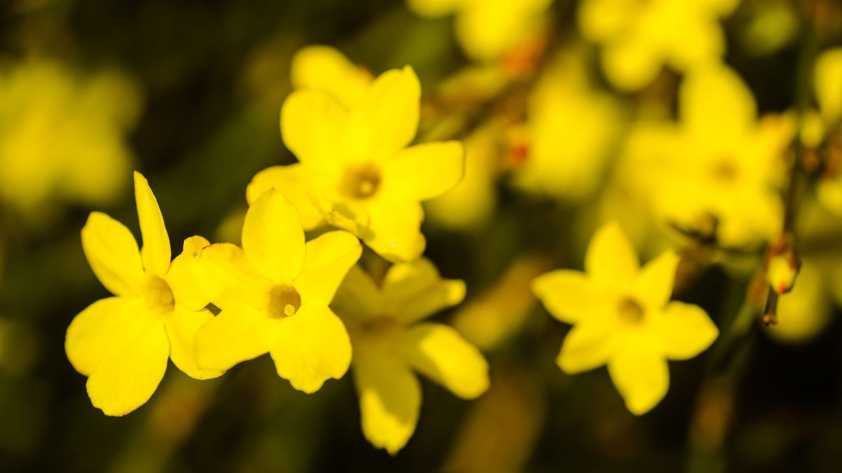 Piante che fioriscono in inverno