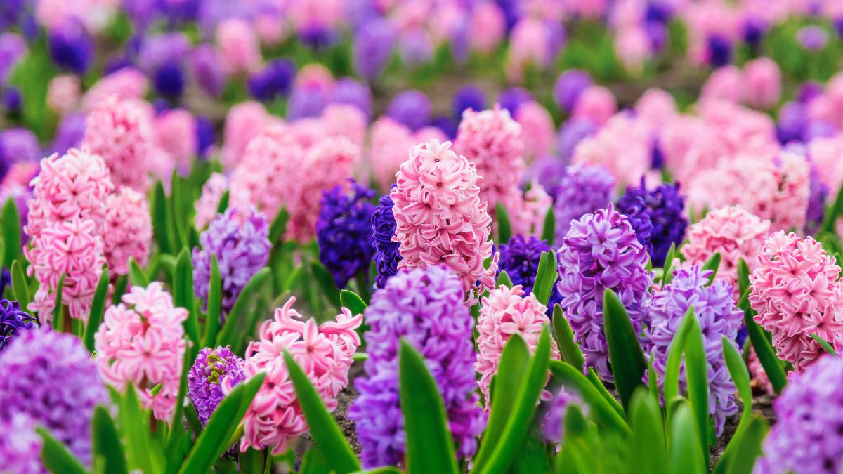 Coltivare i giacinti in giardino