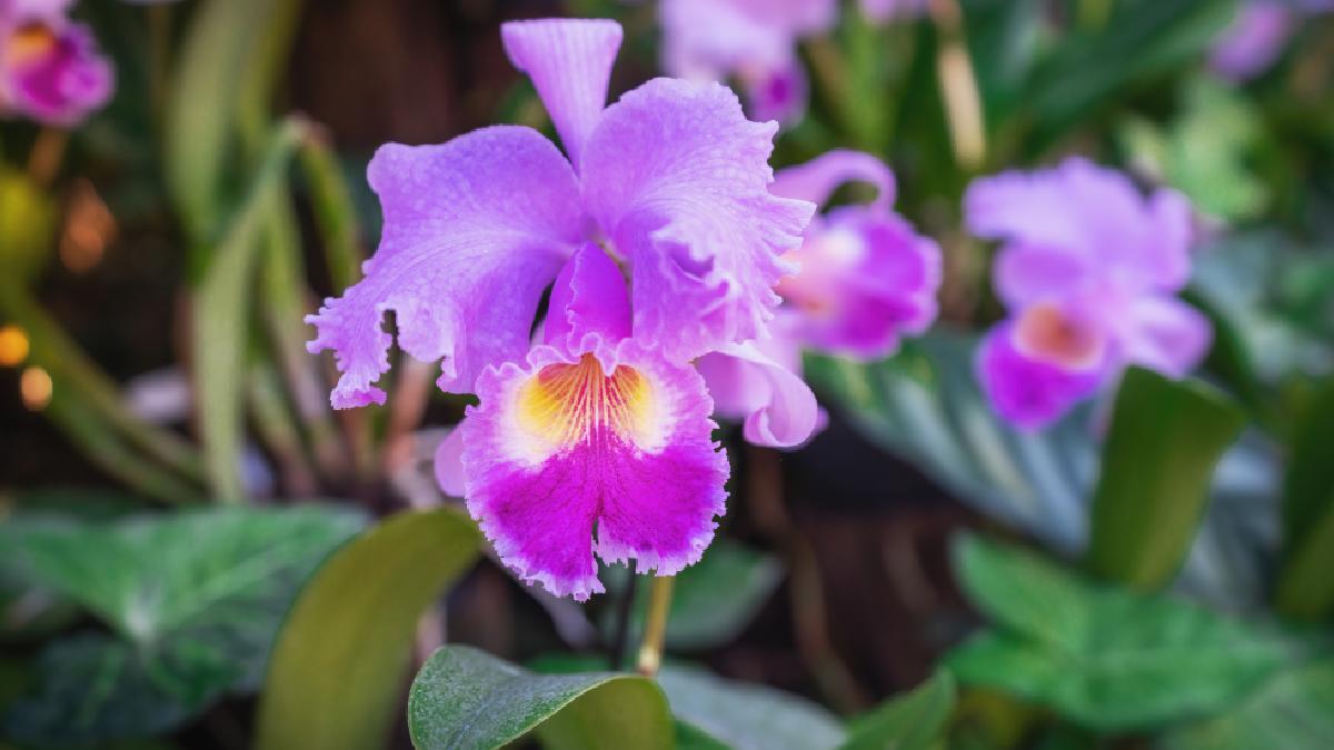 La Cattleya, un'orchidea speciale