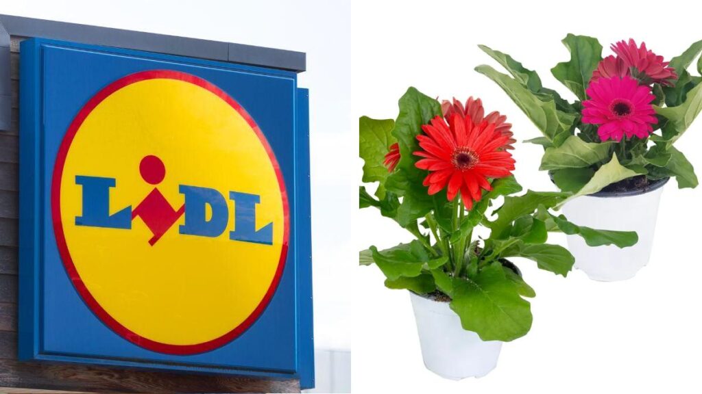 Piante Lidl della settimana