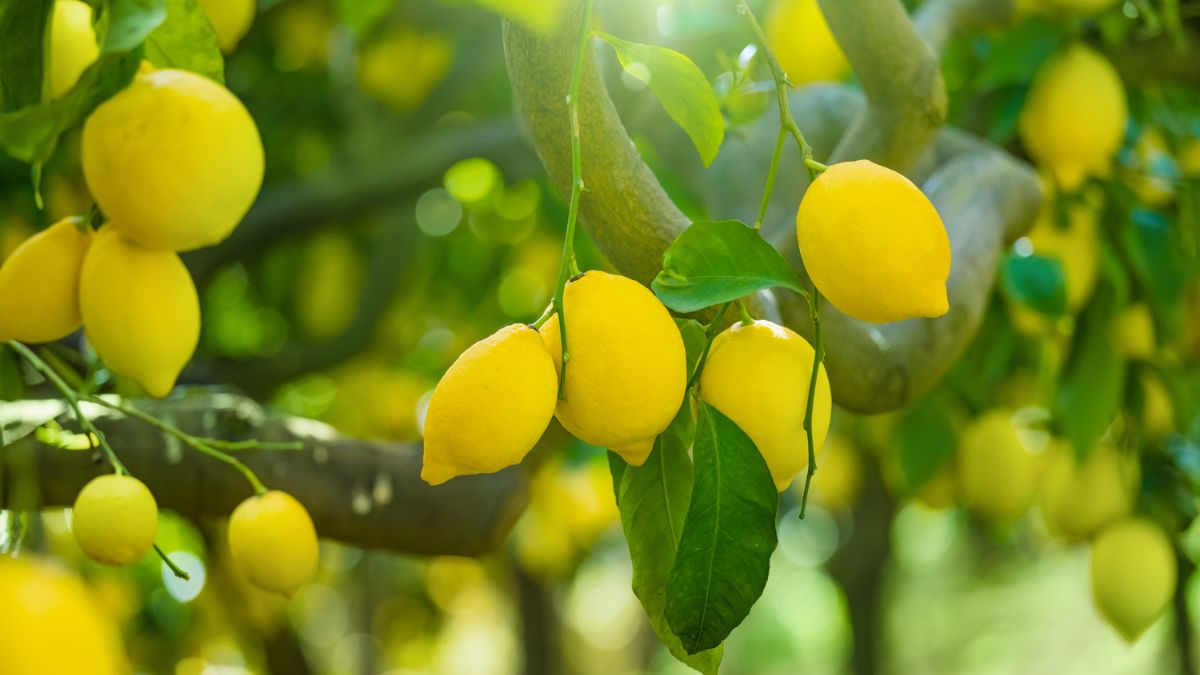 Potatura limone in vaso