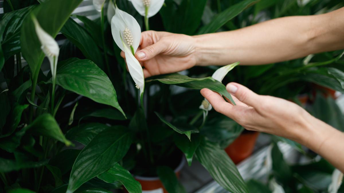 Come rivitalizzare lo Spatifillo con la canna da zucchero