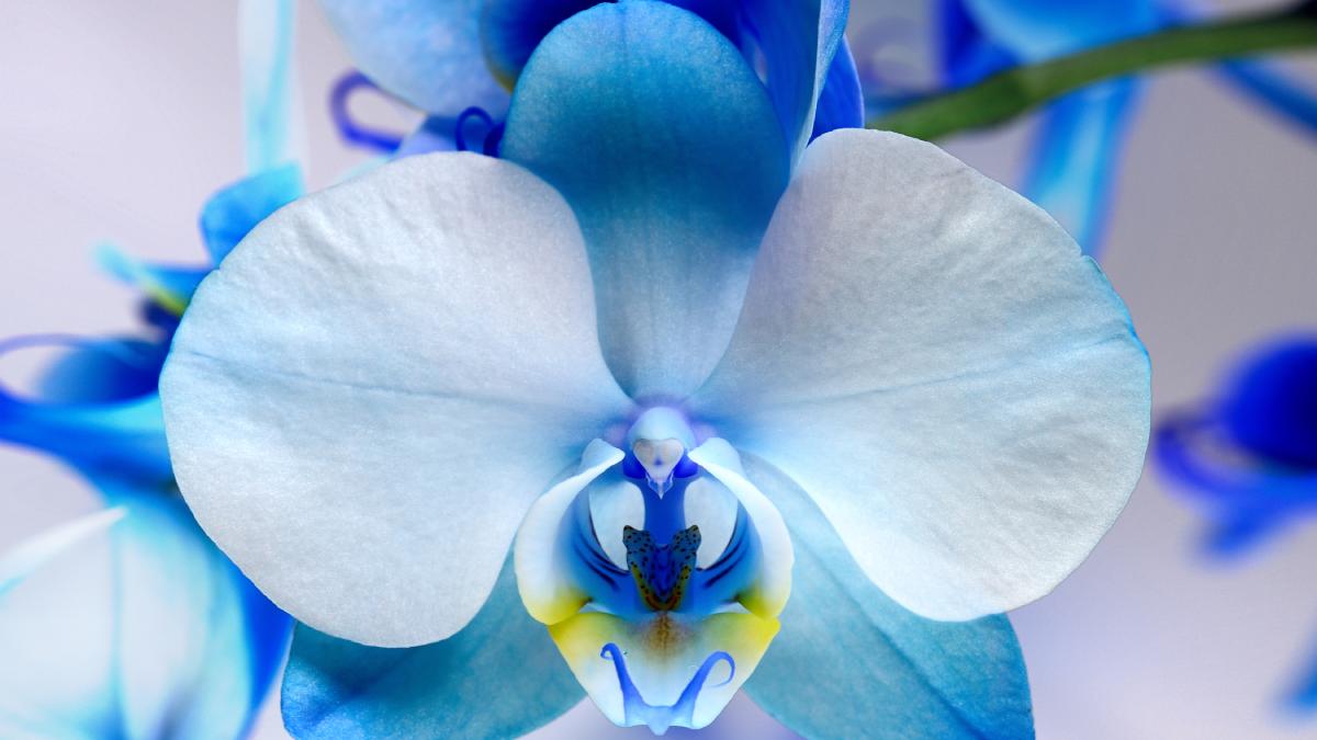 Le orchidee blu esistono?