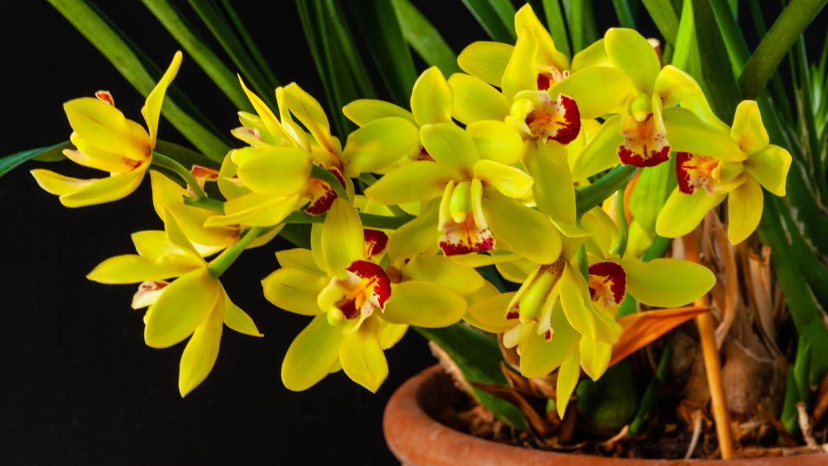 Come curare al meglio l'orchidea cymbidium