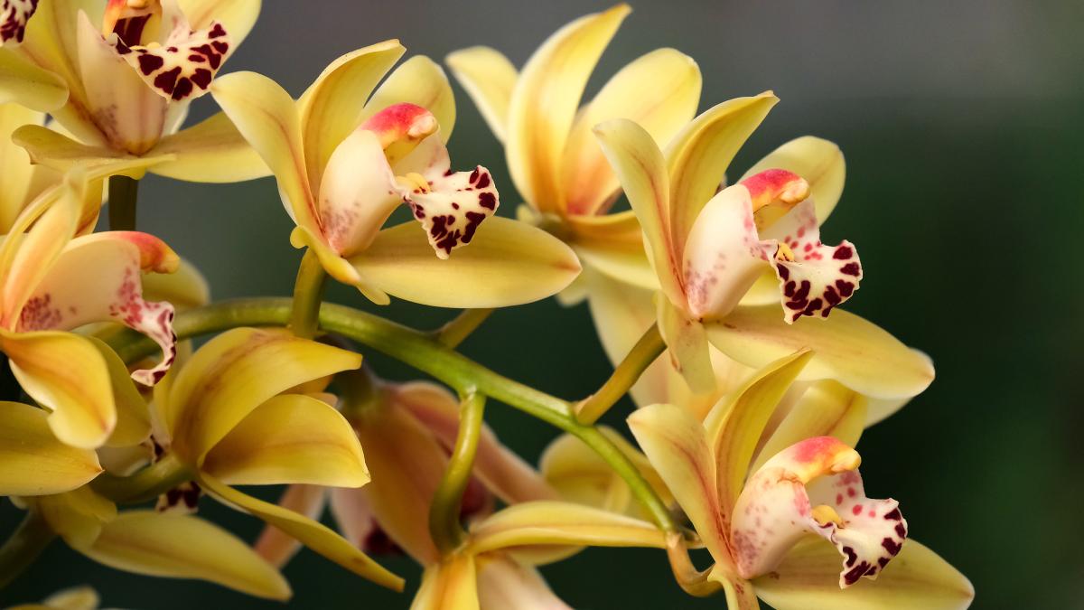 La cura dell'orchidea cymbidium