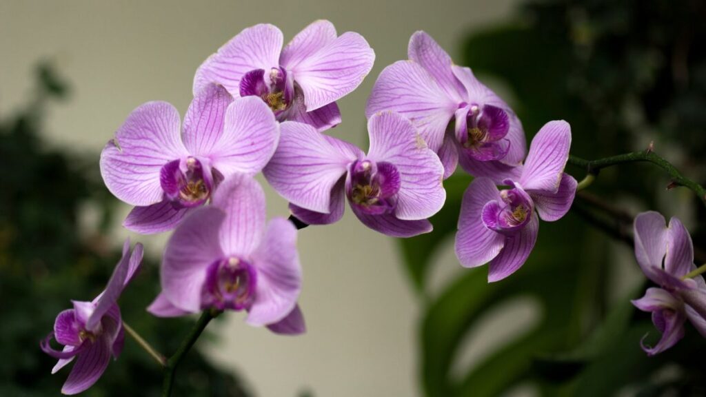 Foglie spezzate Orchidea