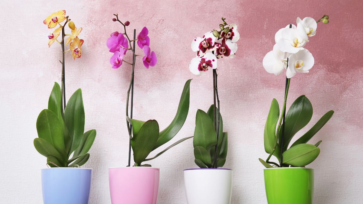 Soluzioni Orchidee con muffa e funghi